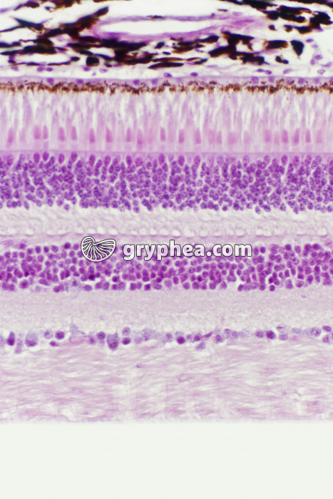 Rétine avec cônes et batonnets x100 - gryphea.org